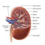 kidney cancer lawsuits 